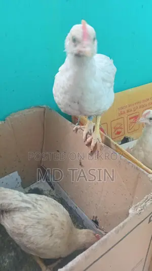 সোনালি মুরগীম
