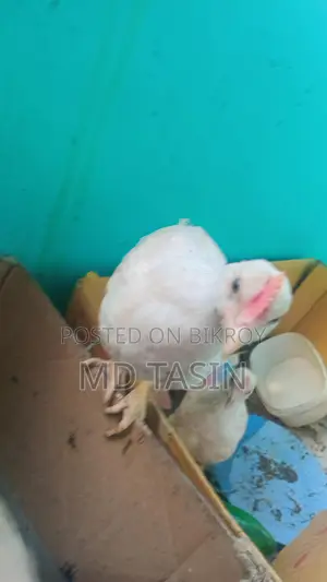 সোনালি মুরগীম