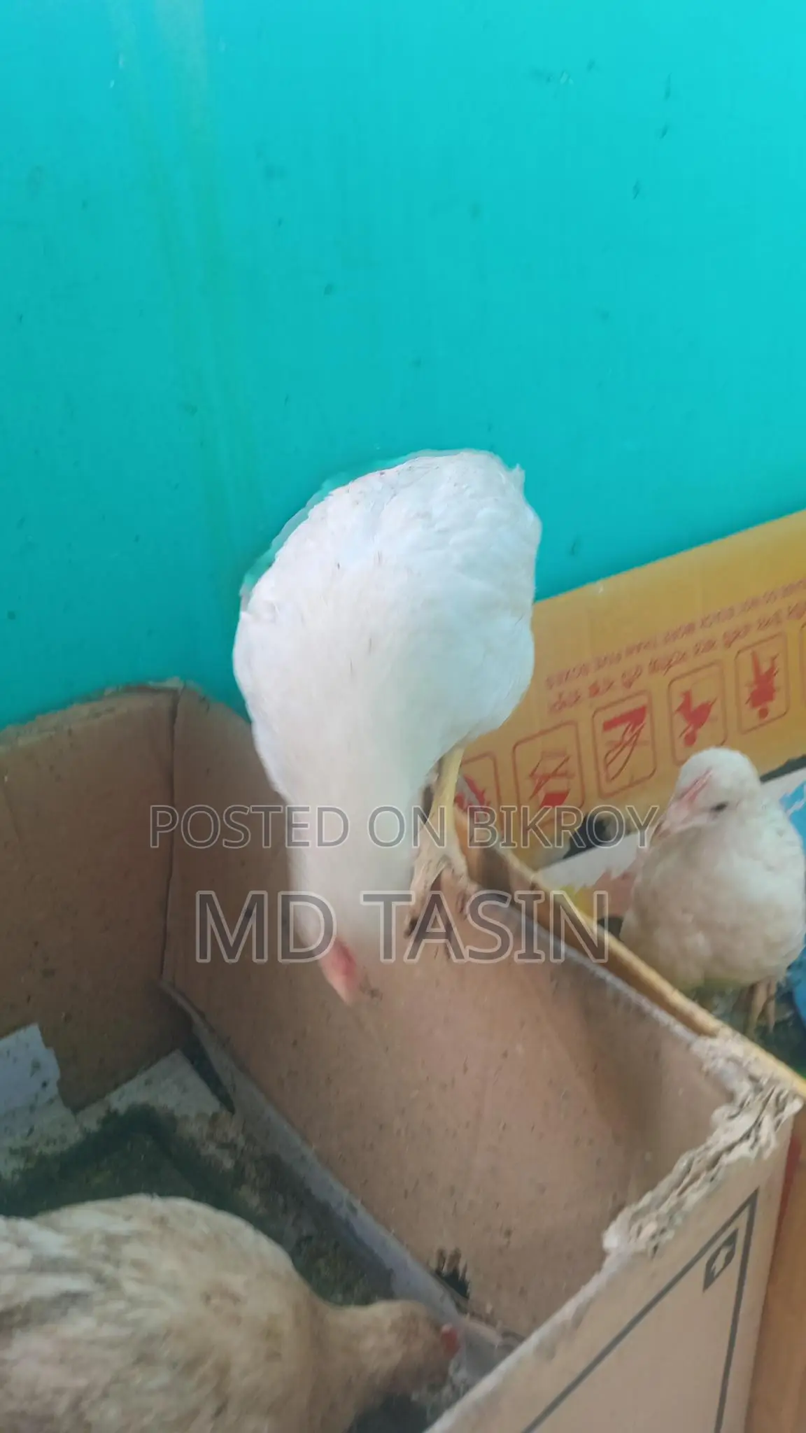 সোনালি মুরগীম