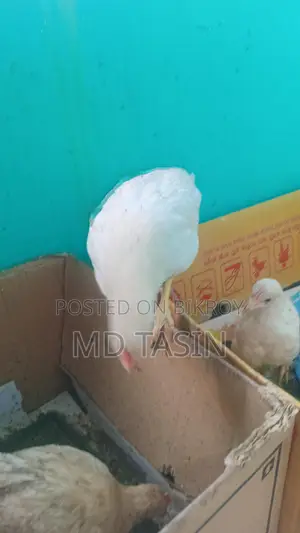 সোনালি মুরগীম