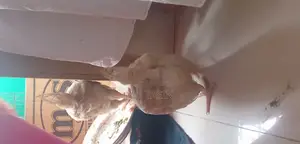 সোনালি মুরগীম