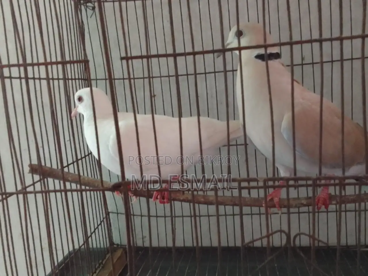 A pair of Australian doves for sale.