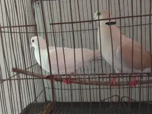 A pair of Australian doves for sale.