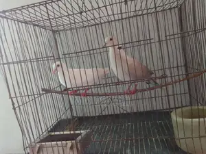 A pair of Australian doves for sale.