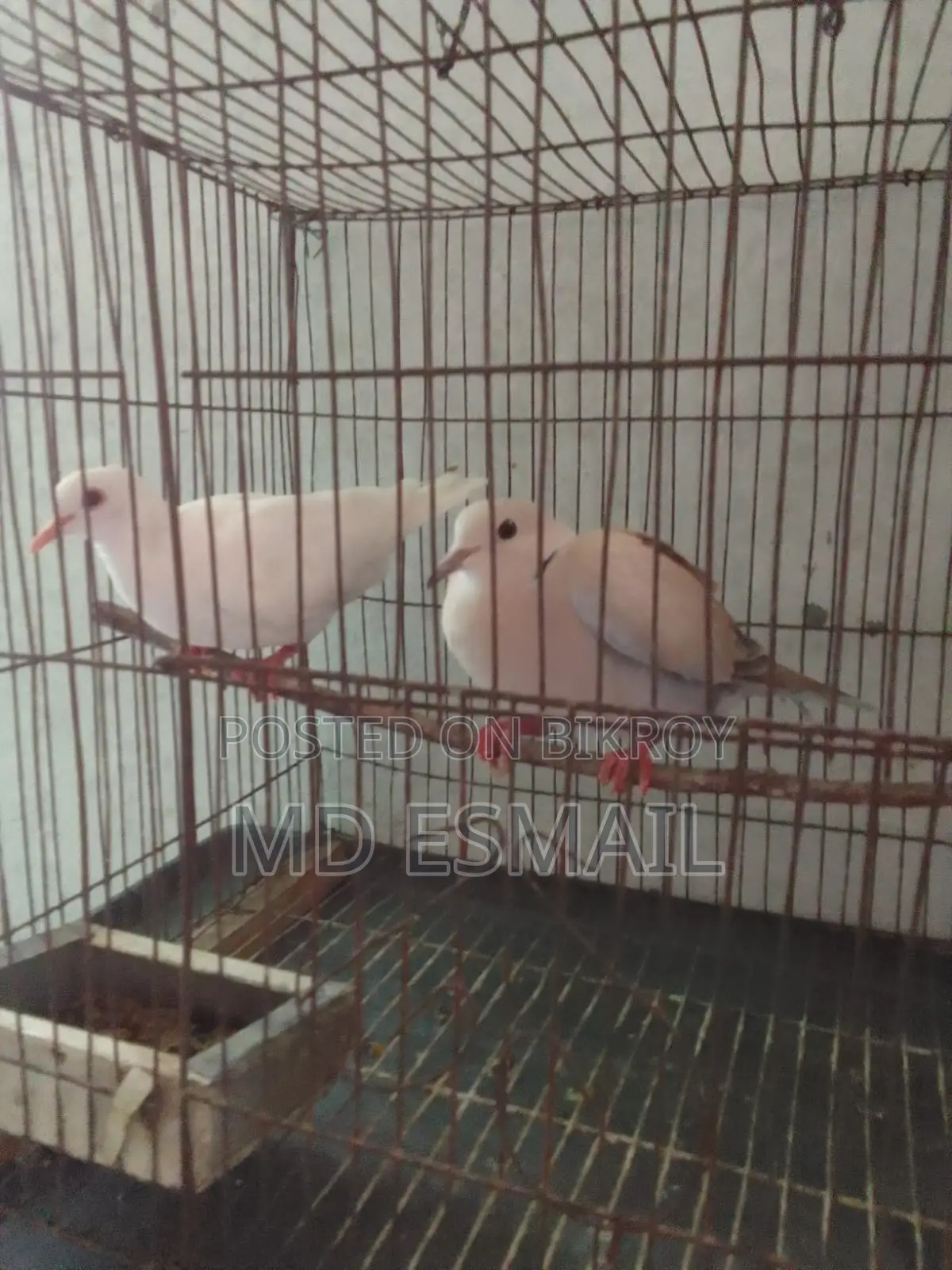 A pair of Australian doves for sale.