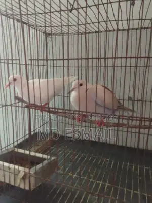 A pair of Australian doves for sale.
