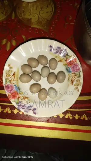 কিং কোয়েলের ডিম প্রতি পিস