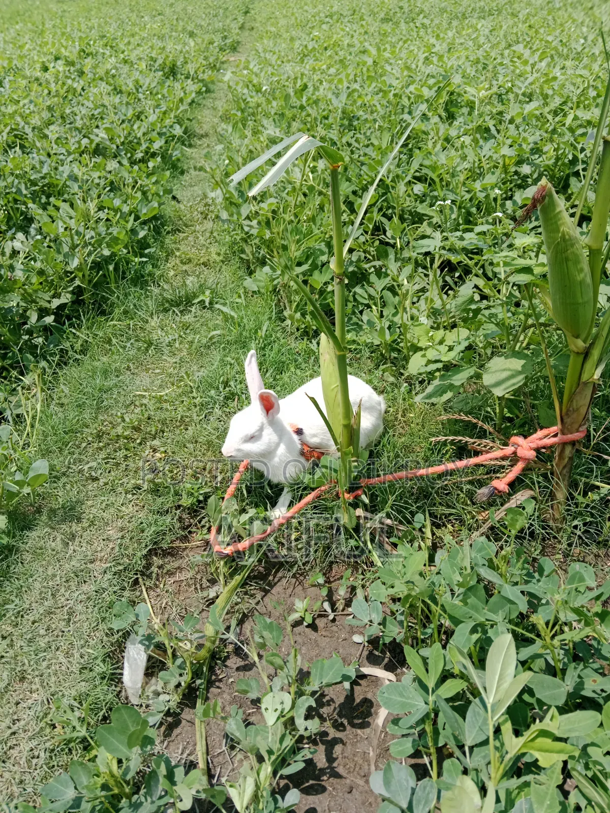 Rabbits for Sale