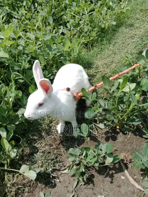 Rabbits for Sale