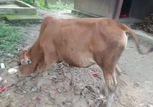 Sindhi Red Cow