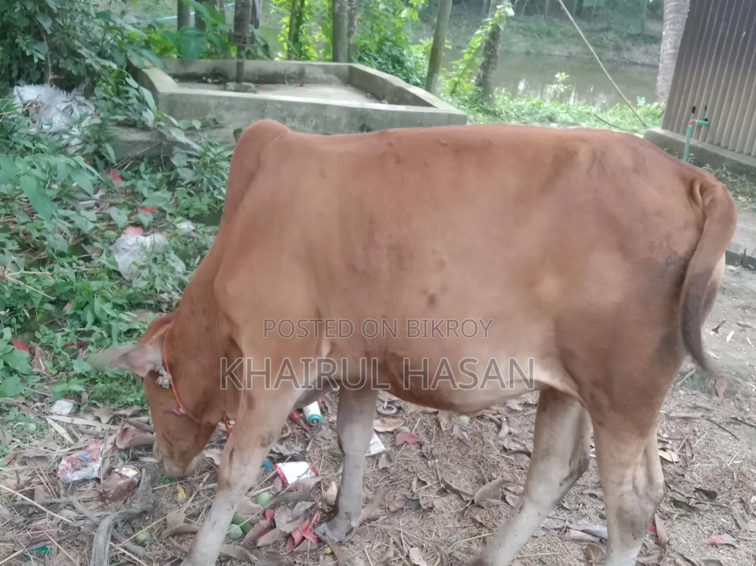 Sindhi Red Cow