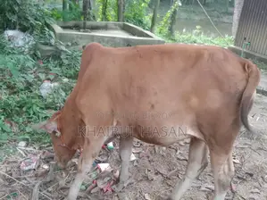 Sindhi Red Cow