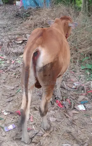 Sindhi Red Cow