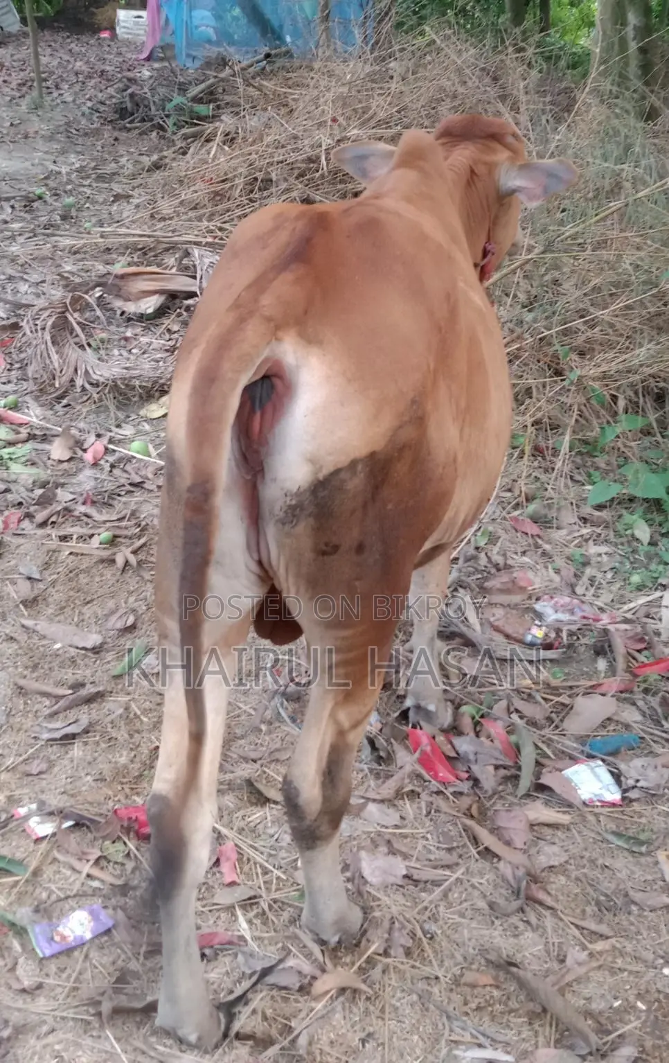 Sindhi Red Cow