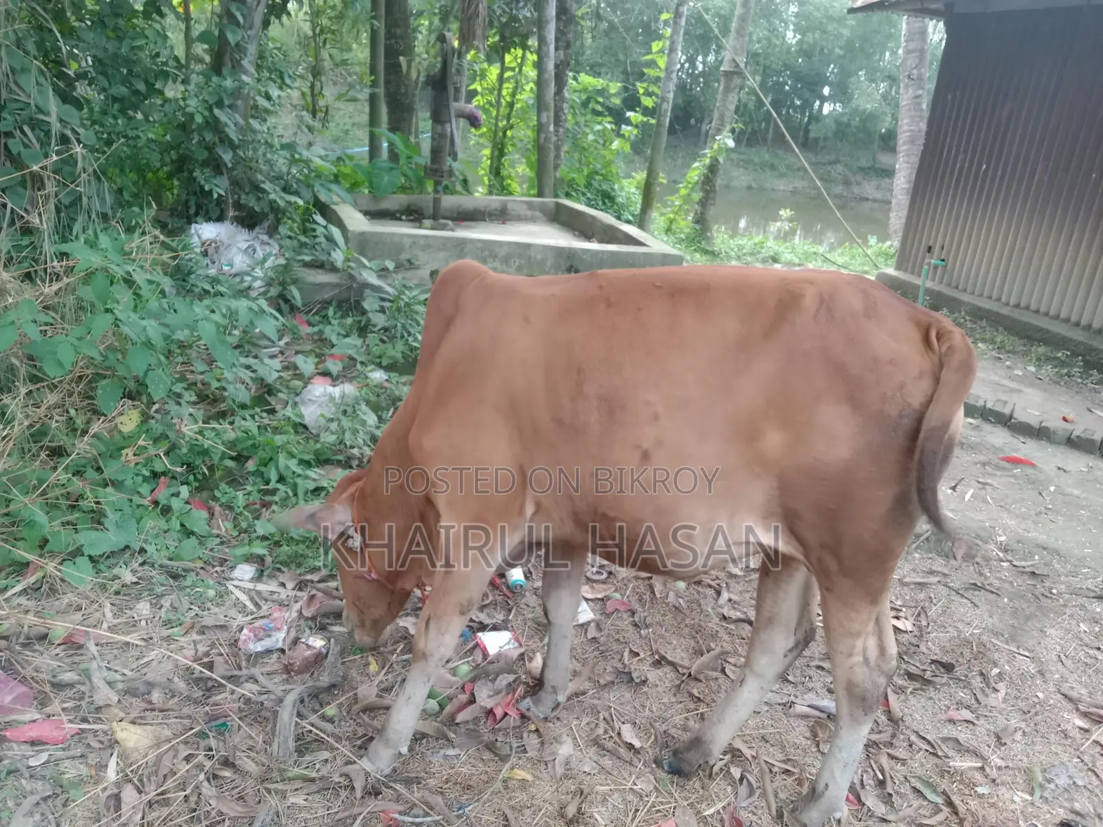 Sindhi Red Cow