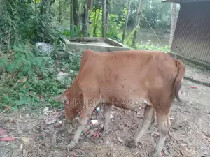 Sindhi Red Cow