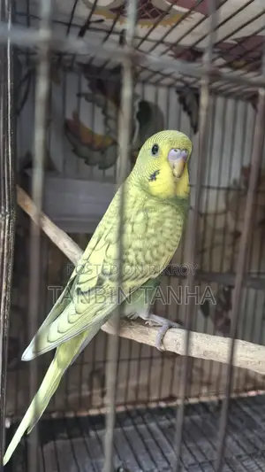 Budgerigar Birds