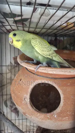 Budgerigar Birds