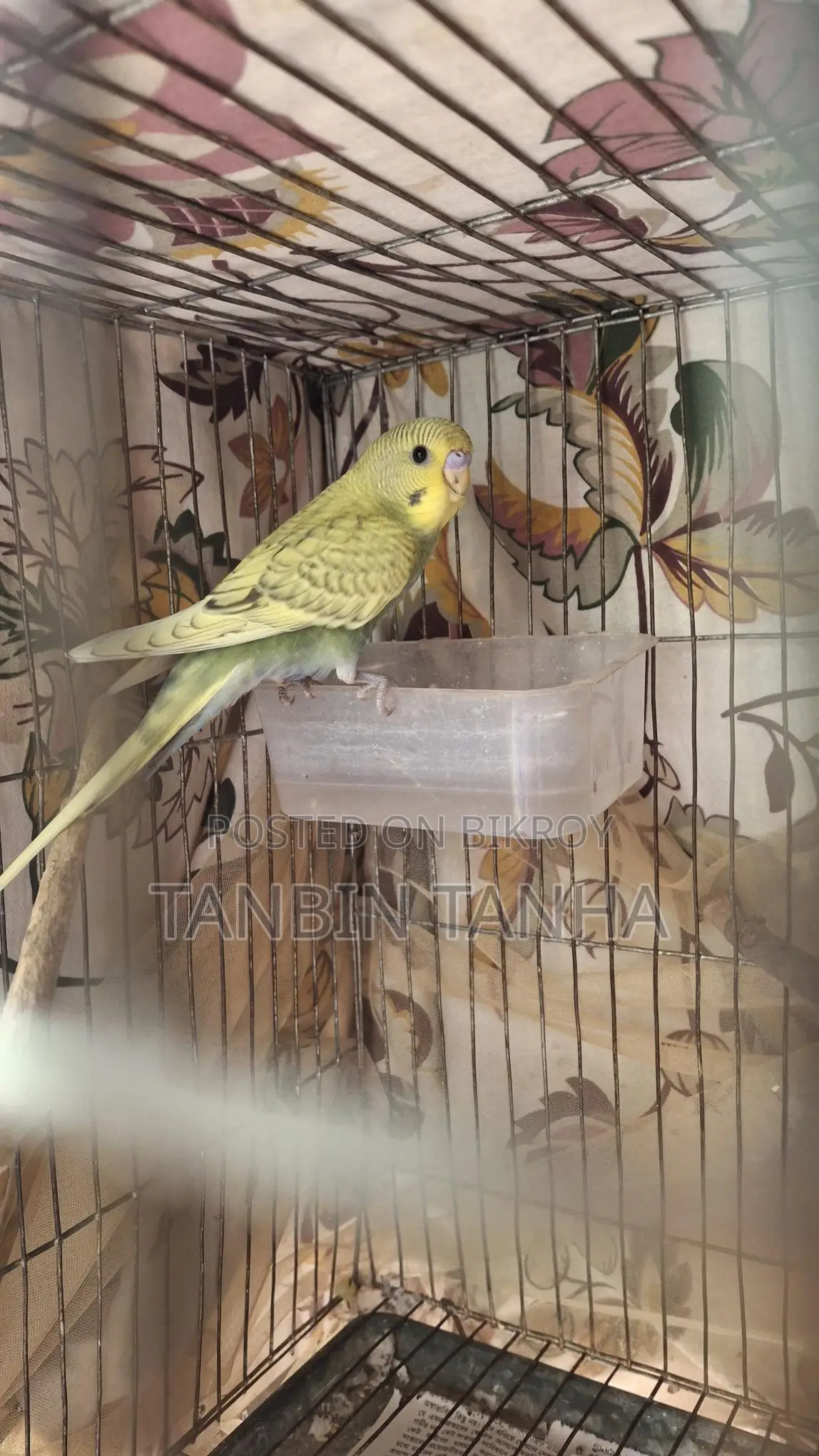 Budgerigar Birds