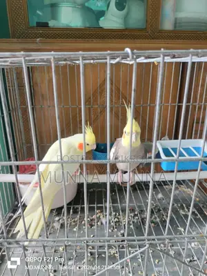 ককাটেল পাখি