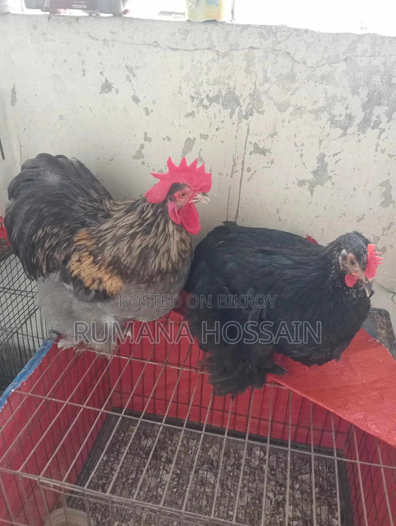 একজোড়া ফুল এডাল্ট কোচিং মুরগি বিক্রয় হবে
