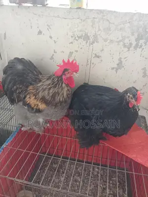 একজোড়া ফুল এডাল্ট কোচিং মুরগি বিক্রয় হবে