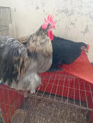 একজোড়া ফুল এডাল্ট কোচিং মুরগি বিক্রয় হবে