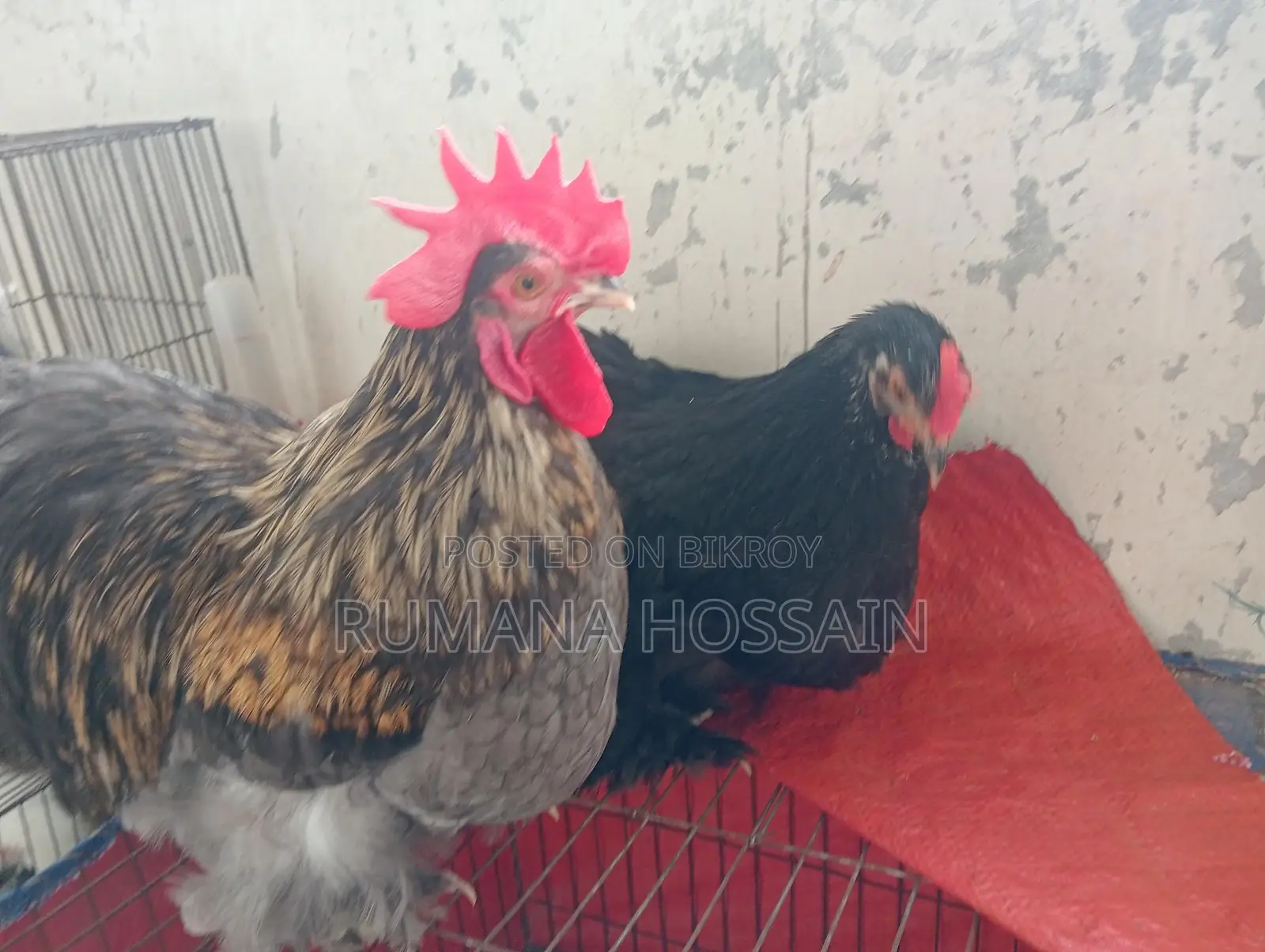 একজোড়া ফুল এডাল্ট কোচিং মুরগি বিক্রয় হবে