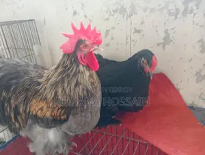 একজোড়া ফুল এডাল্ট কোচিং মুরগি বিক্রয় হবে