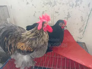 একজোড়া ফুল এডাল্ট কোচিং মুরগি বিক্রয় হবে