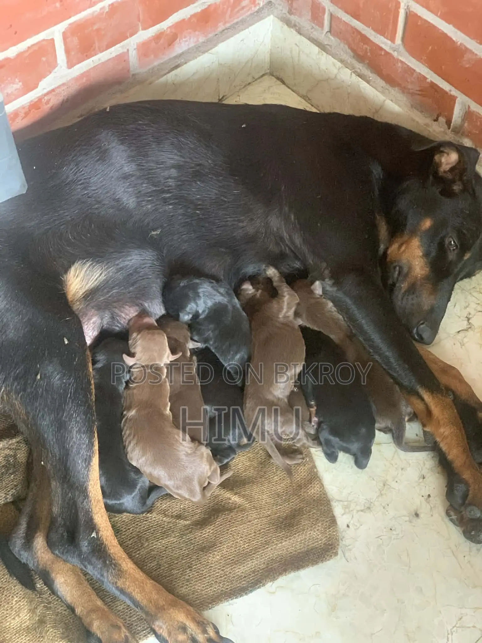 Doberman puppies for sale