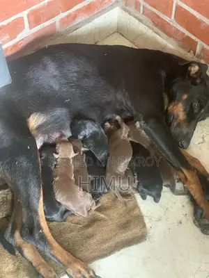 ডোবার ম্যান কুকুরের বাচ্চা বিক্রয়