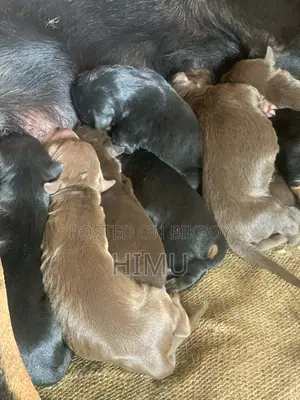 Doberman puppies for sale