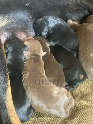 Doberman puppies for sale