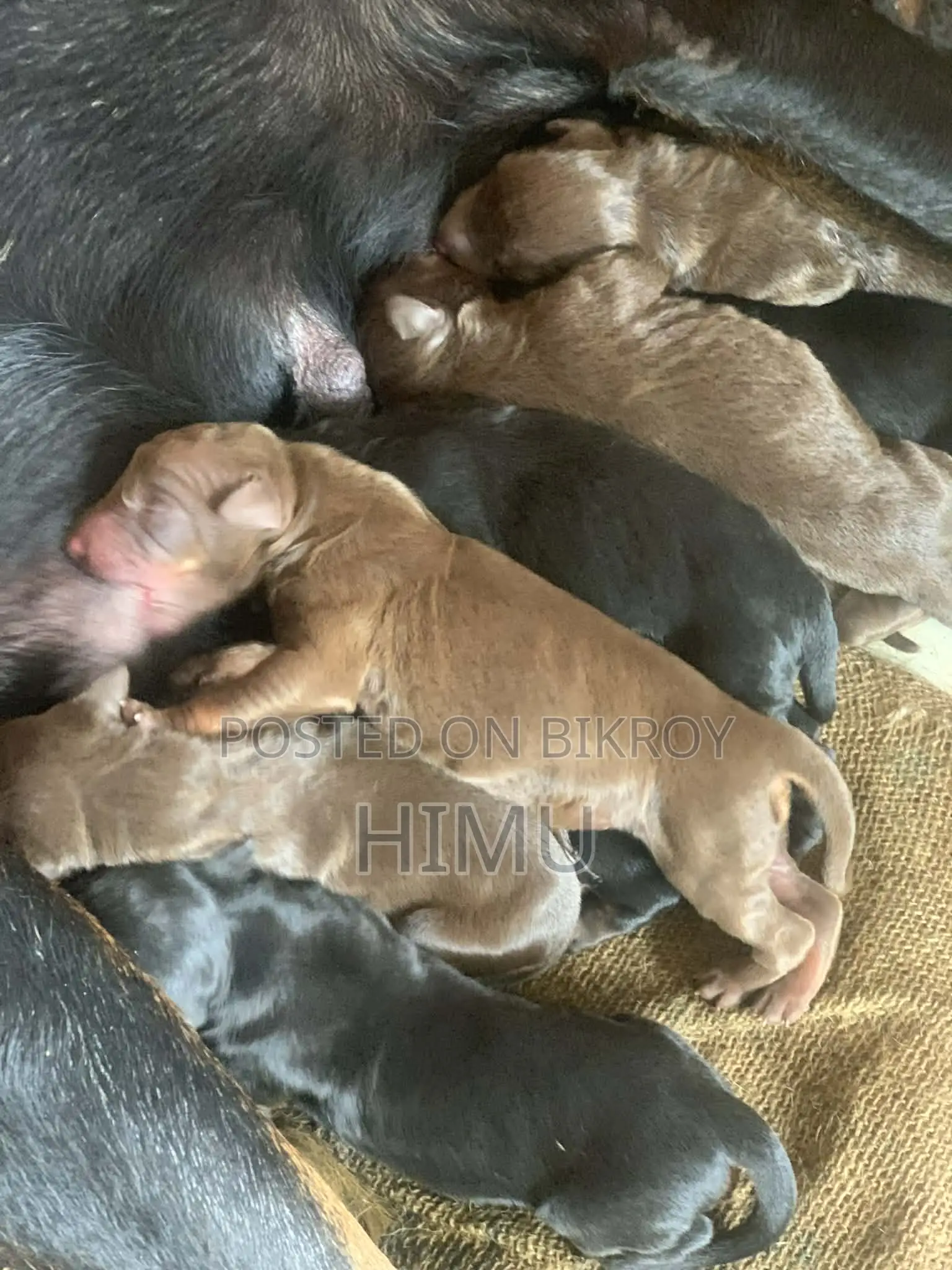 Doberman puppies for sale