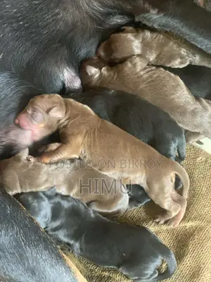 Doberman puppies for sale