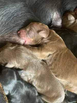 Doberman puppies for sale
