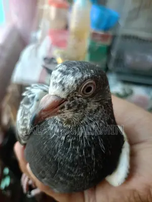 একজোড়া কবুতর বিক্রি