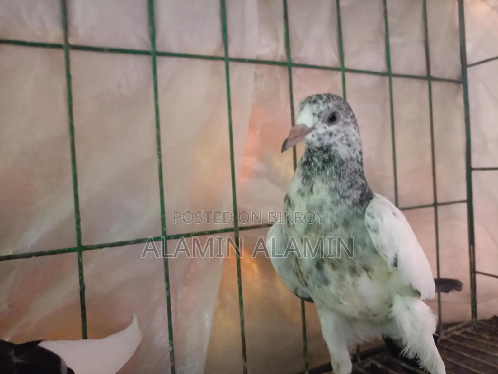 একজোড়া কবুতর বিক্রি