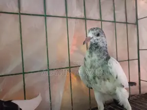 একজোড়া কবুতর বিক্রি
