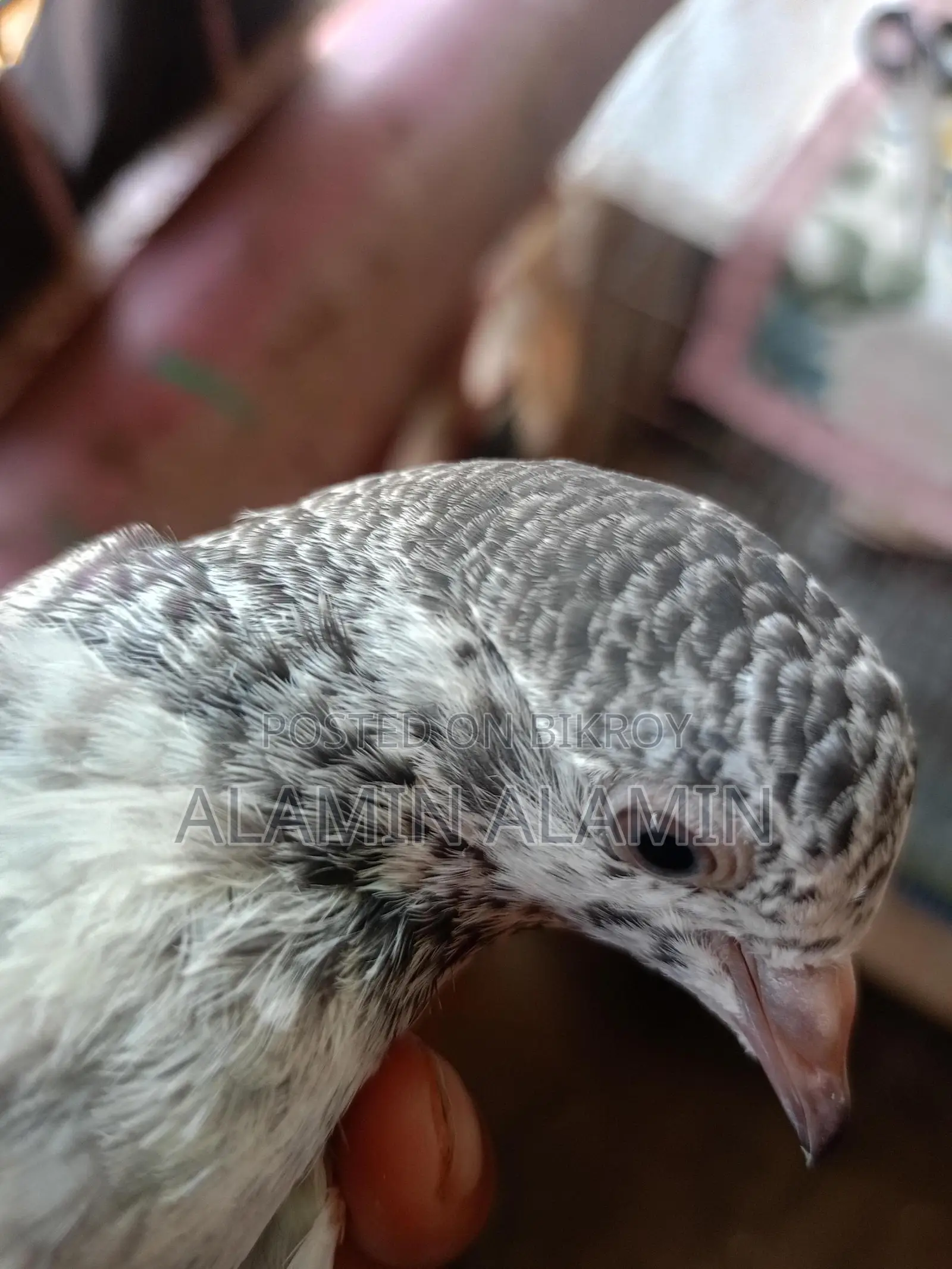একজোড়া কবুতর বিক্রি