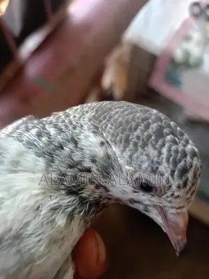একজোড়া কবুতর বিক্রি