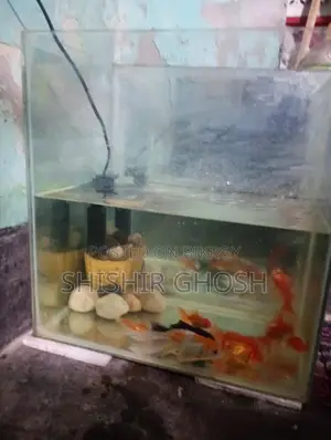 Aquarium Fish