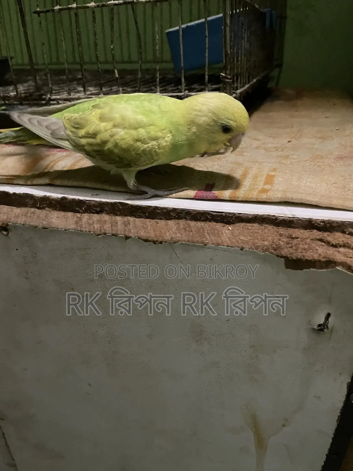 Hand-Tamed Hunting Bird