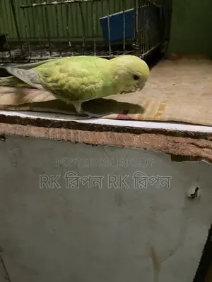 Hand-Tamed Hunting Bird