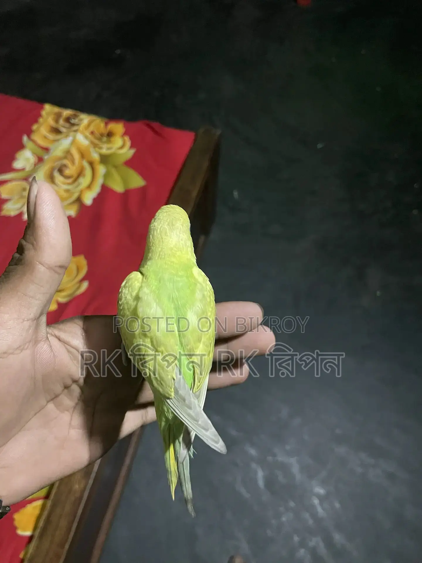 Hand-Tamed Hunting Bird