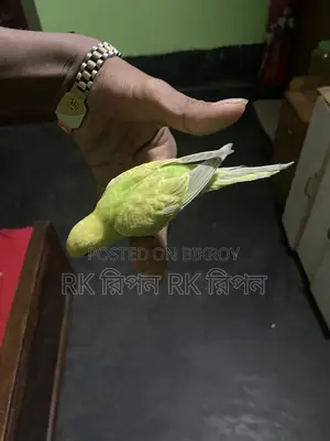Hand-Tamed Hunting Bird