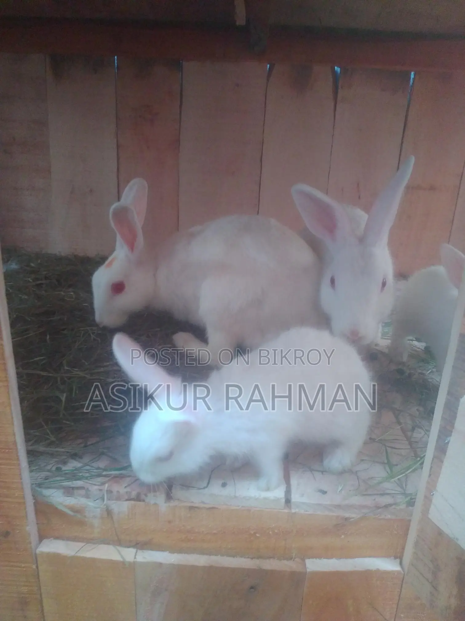 Rabbits for Sale