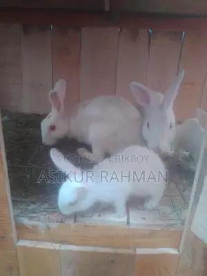 Rabbits for Sale