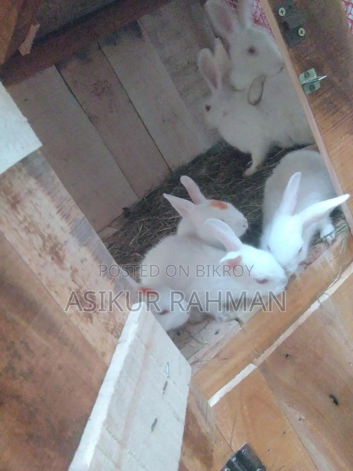 Rabbits for Sale